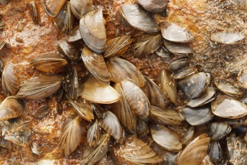 Zebra mussels on Lake Texoma and control efforts. Photo by Earl Nottingham