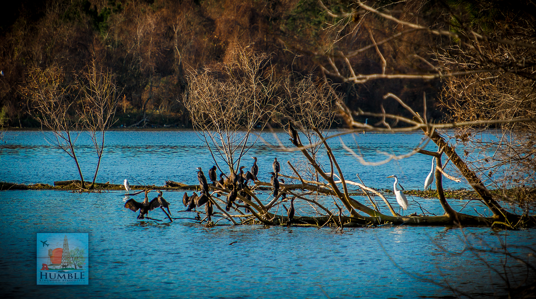 Birds resting on the River