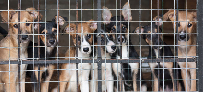 City of Humble approved an ordinance prohibiting kennels in residential neighborhoods