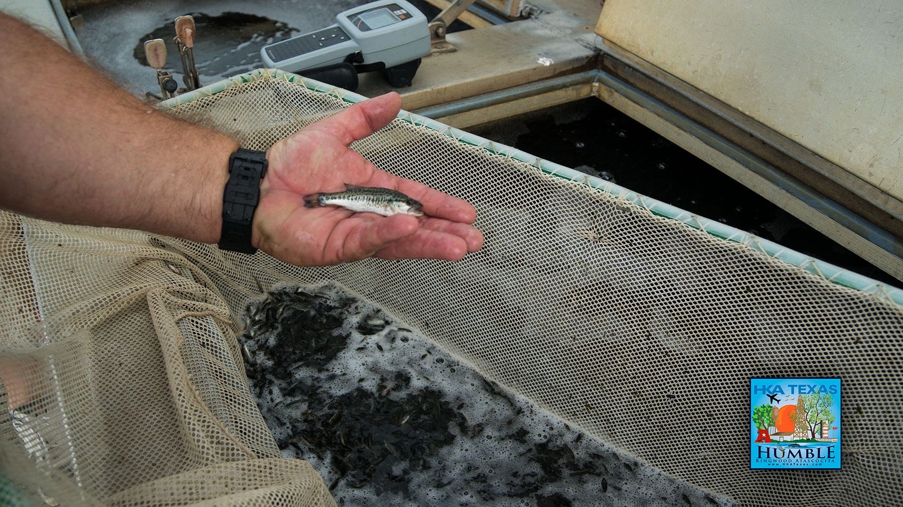100,000 more Florida Hybrid Black Bass added to Lake Houston