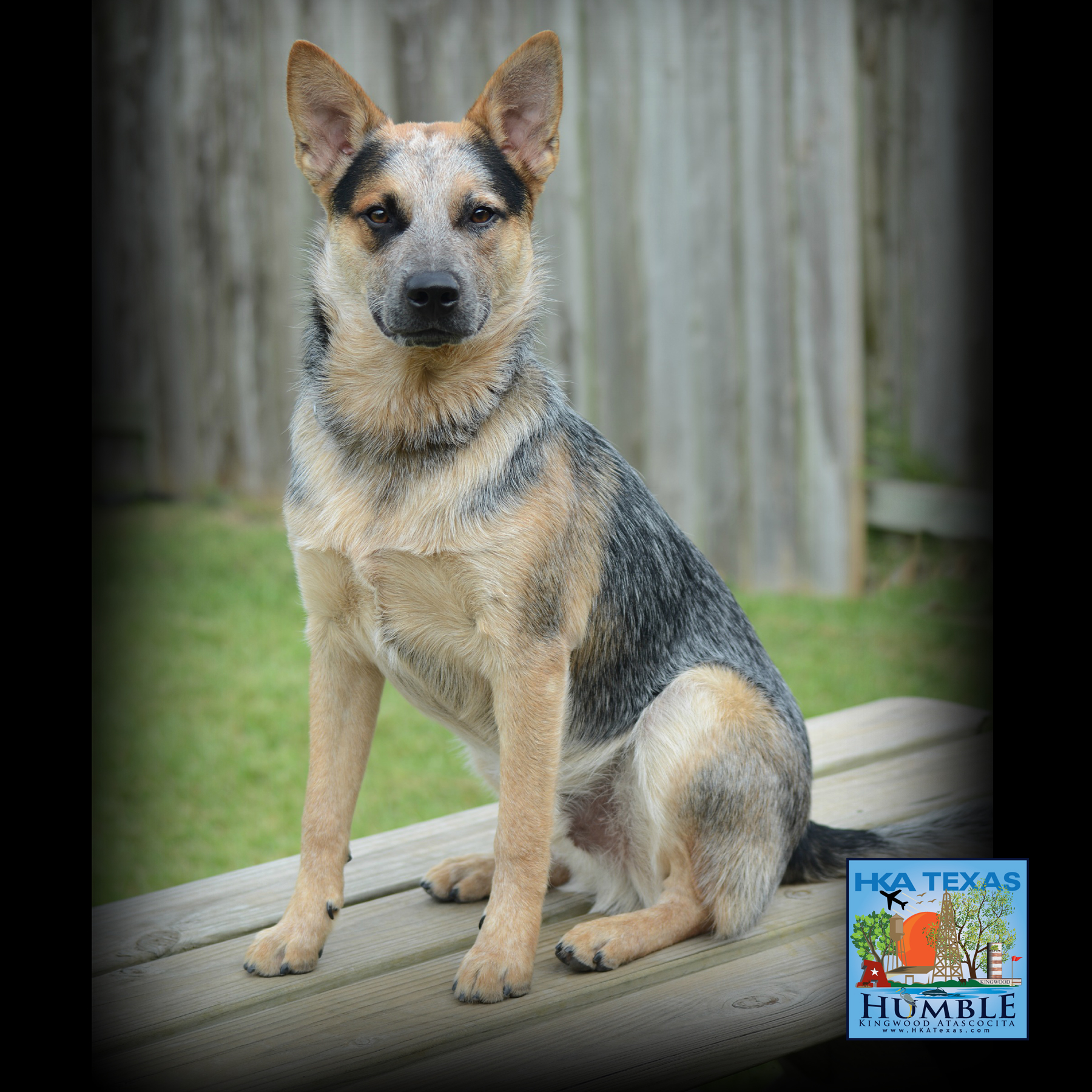 Are you looking for a veterinarian in Humble, Kingwood, or Atascocita?