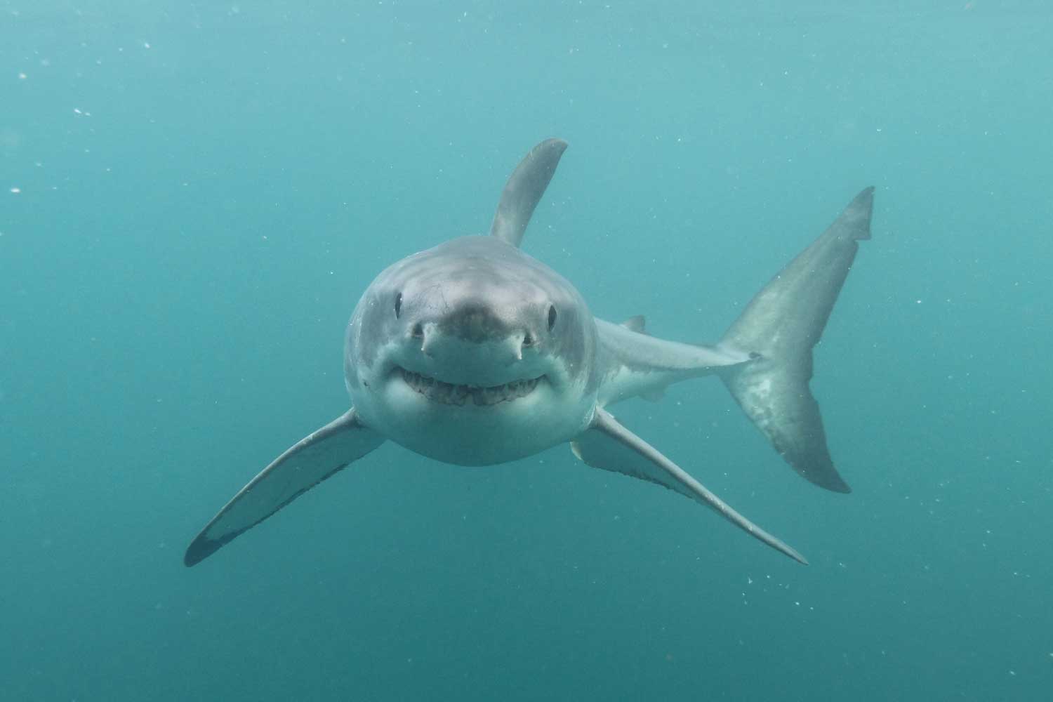 Shark Bites Kingwood