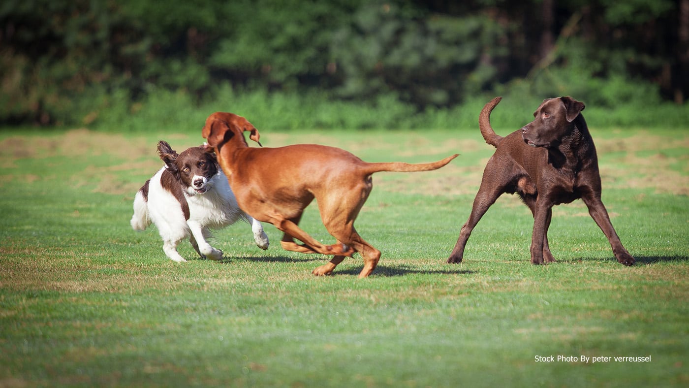 64-acre Dog Park and Nature Trails coming soon to New Caney, Texas