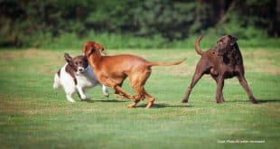 64-acre Dog Park and Nature Trails coming soon to New Caney, Texas